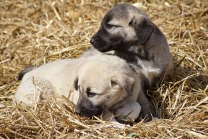 “Kangal ve Akbaşlar için özel koruma”