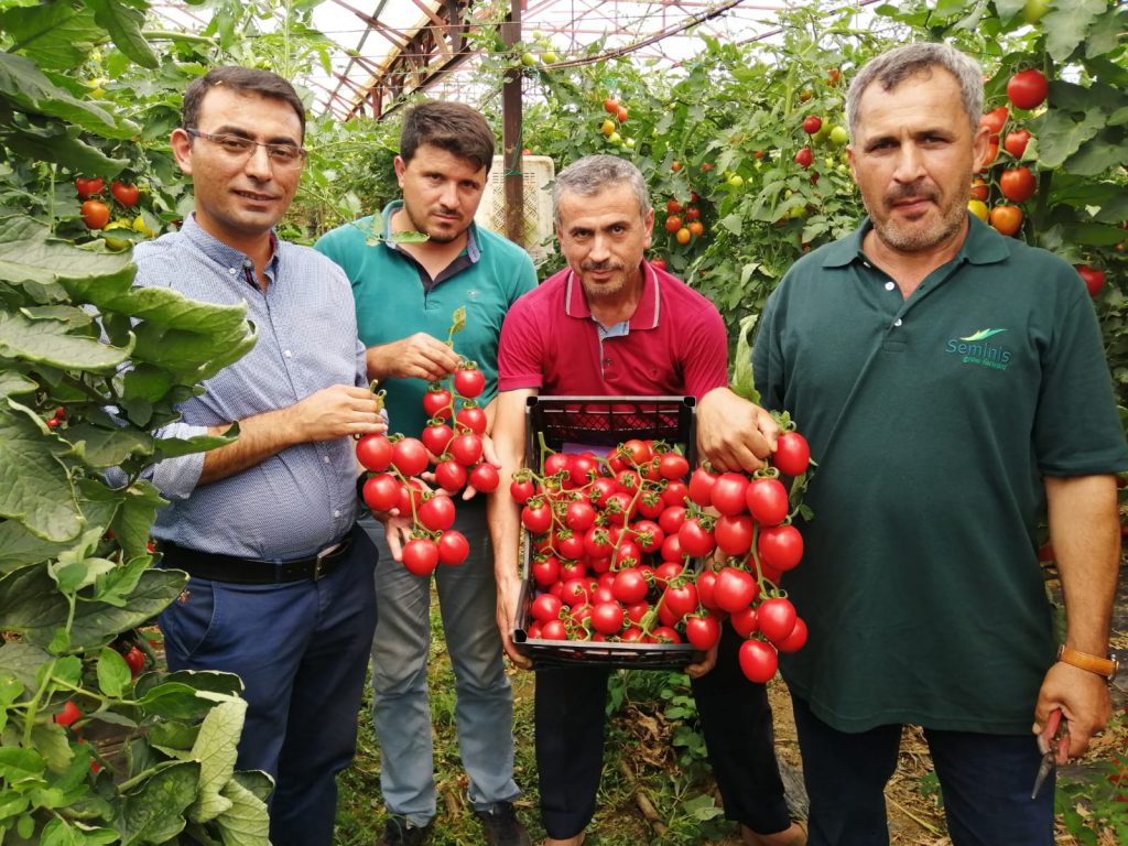 Domates Üreticisi İsyanda