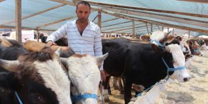 Tokatlı besicinin buruk sevinci..