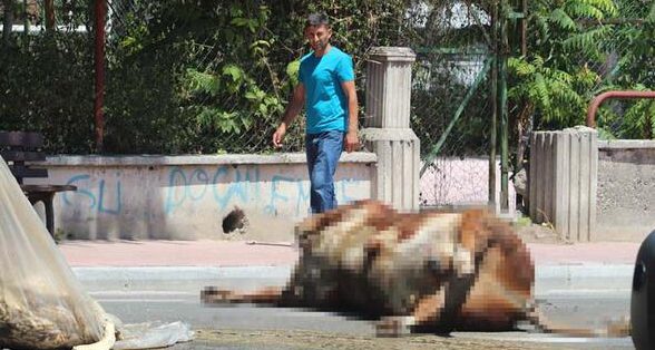 Bu rezillik Antalya’dan