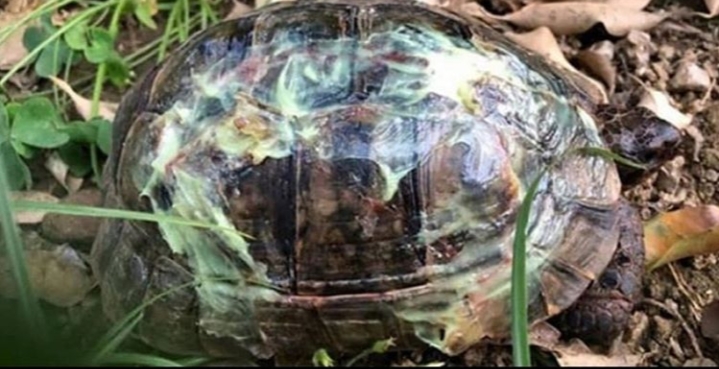 ÇOK ŞÜKÜR İNSANLIK ÖLMEMİŞ