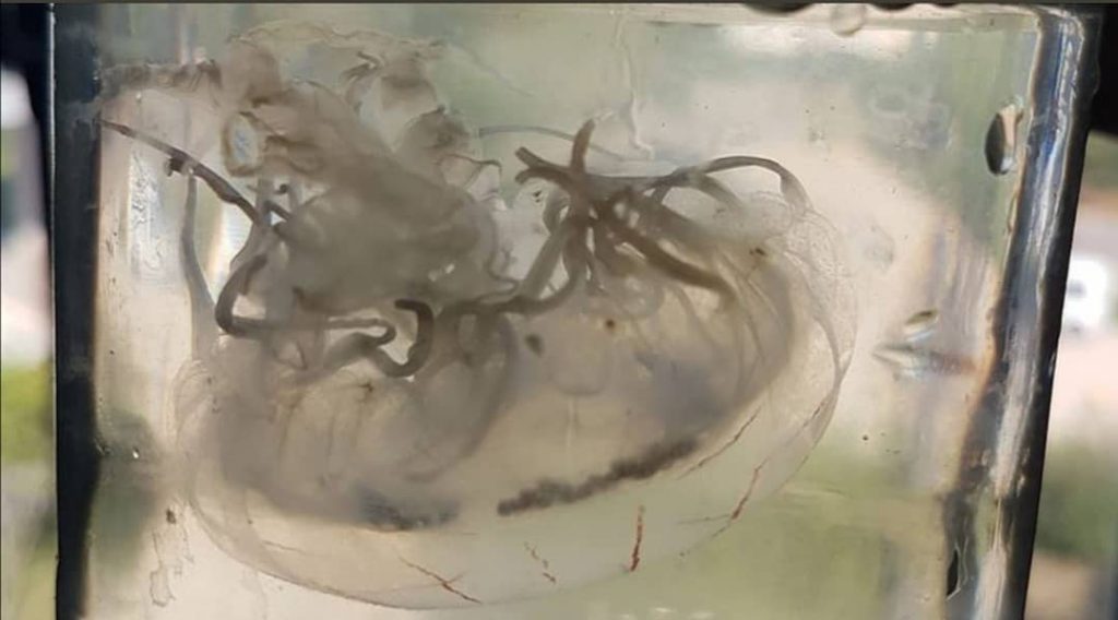 ANTALYA’DA YENİ DENİZ ANASI TÜRÜ BULUNDU