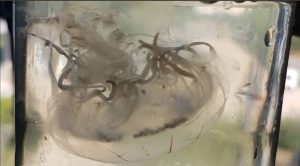 ANTALYA’DA YENİ DENİZ ANASI TÜRÜ BULUNDU