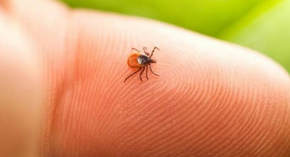 KENE VAKALARINDA ARTIŞ VAR