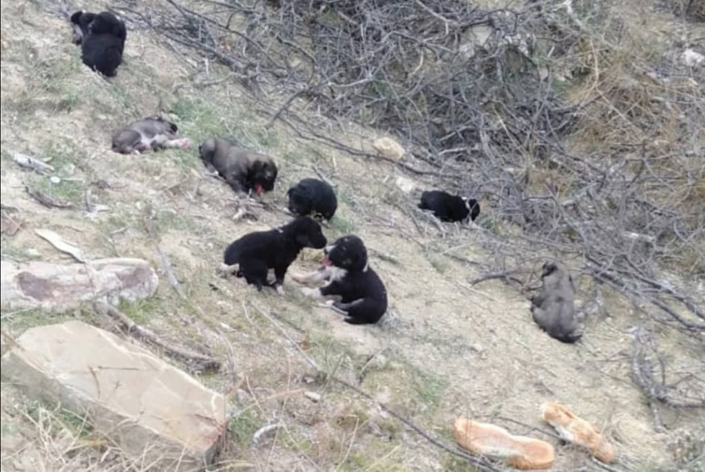 BULUN ŞU İNSANLIK DÜŞMANLARINI