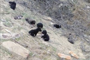 BULUN ŞU İNSANLIK DÜŞMANLARINI