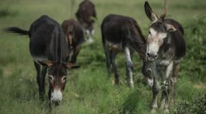 EŞEKLERİ SAYDI, TARIM ÇÖKTÜ DEDİ