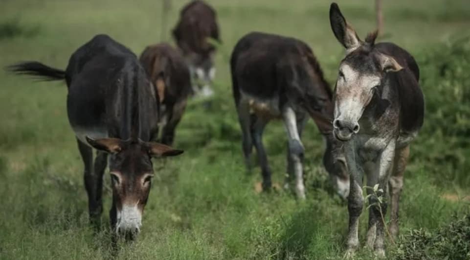 EŞEKLERİ SAYDI, TARIM ÇÖKTÜ DEDİ