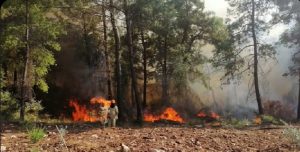 ANTALYA’DA ORMAN YANGINI