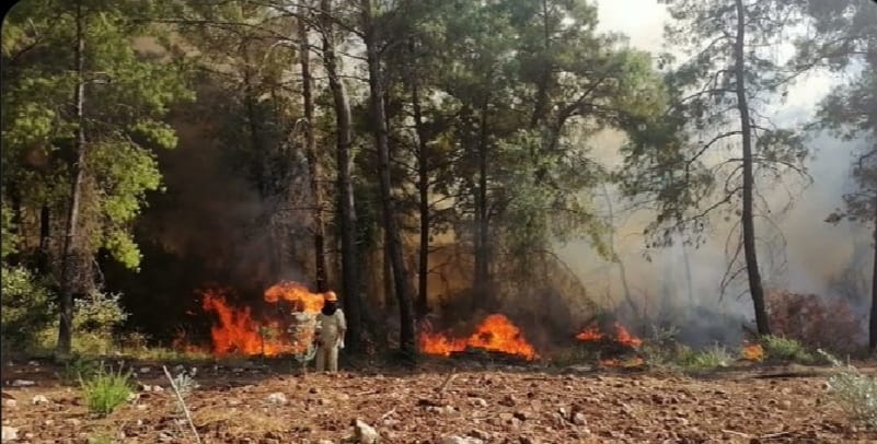 ANTALYA’DA ORMAN YANGINI