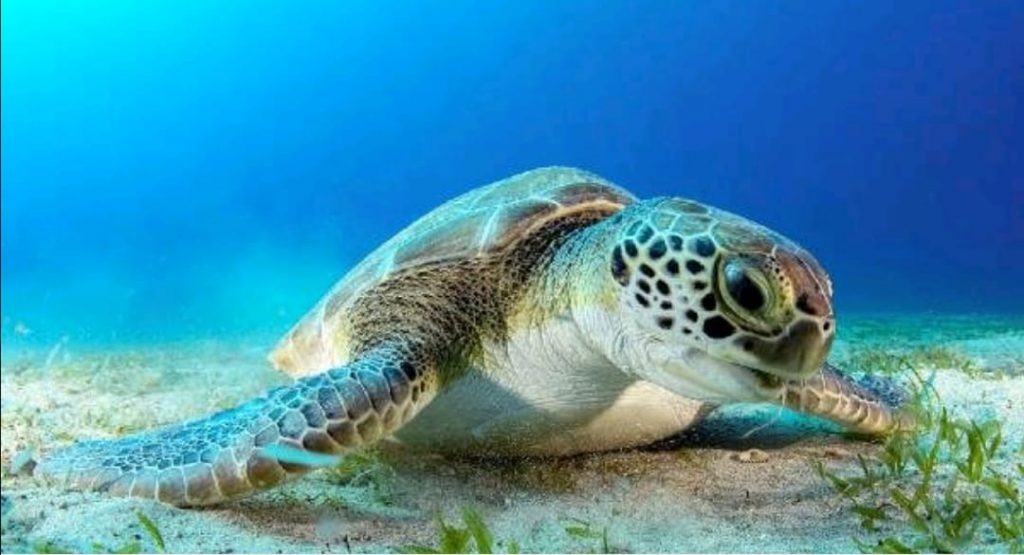 DALGIÇLARIN MANKENİ HÜRREM