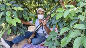 AVOKADOCU HIRSIZ PEŞİNDE