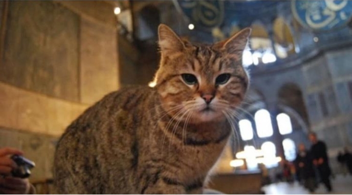 GLİ YAŞAMINI YİTİRDİ