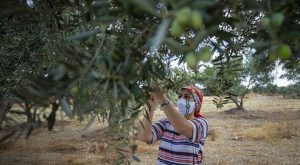 ANTALYA’DA ZEYTİN HASADI BAŞLADI
