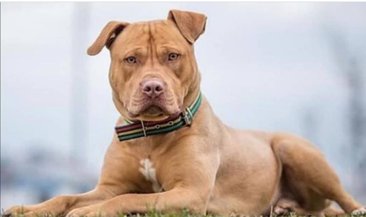 BESLEYENLER DİKKAT, BİR DAHA DÜŞÜNÜN