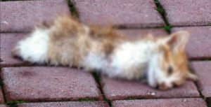 İNSANLIĞI ÖLDÜRDÜLER