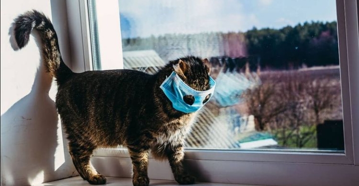 KEDİLER, KÖPEKLER DE KARANTİNAYA ALINACAK