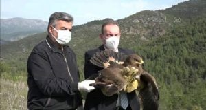 İYİLEŞEN KUŞLAR DOĞAYA BIRAKILDI 