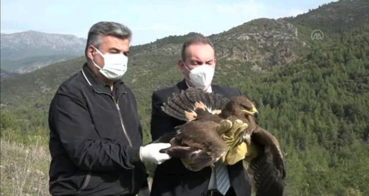 İYİLEŞEN KUŞLAR DOĞAYA BIRAKILDI