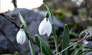 SPİL DAĞI’NDA KARDELENLER BOY GÖSTERDİ