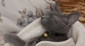 CAN DOSTLARIMIZ ARTIK SAHİPSİZ DEĞİL