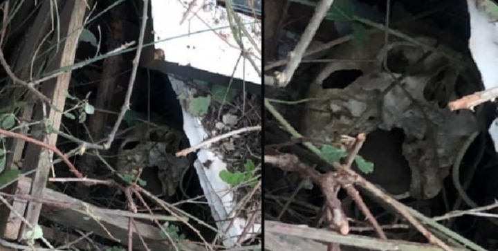 DOMUZ ÇİFTLİĞİNDE İNSAN KAFATASI BULUNDU