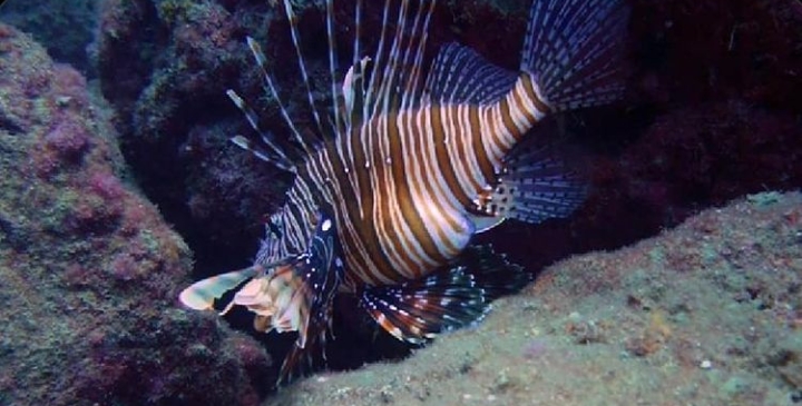 AKDENİZ’DE BALIKLAR TEHLİKEDE