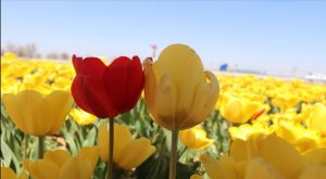 KARAMAN LALELERİ 11 ÜLKEYİ SÜSLÜYOR