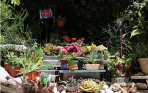 ALANYA’NIN EN GÜZEL BALKON VE BAHÇESİ BELLİ OLDU