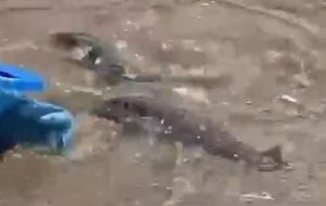 BALON BALIKLARI ALANYA SAHİLLERİNDE