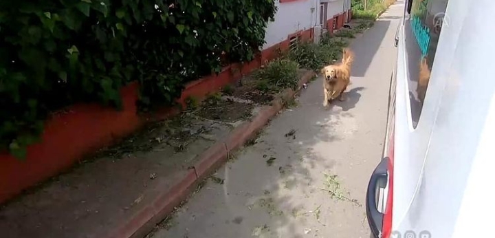 VEFA NEDİR ÖĞRETEN KÖPEK