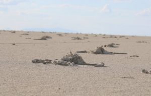 KURAKLIK FLAMİNGOLARI VURDU