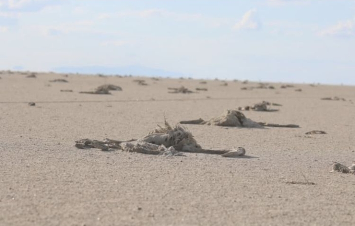 KURAKLIK FLAMİNGOLARI VURDU