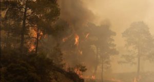 MANAVGAT CANAVARI TUTUKLANDI