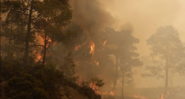 MANAVGAT CANAVARI TUTUKLANDI