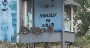 İSTANBUL BUNU DA GÖRDÜ