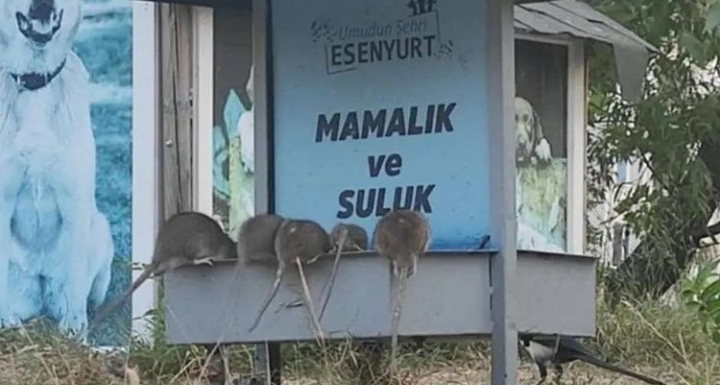 İSTANBUL BUNU DA GÖRDÜ