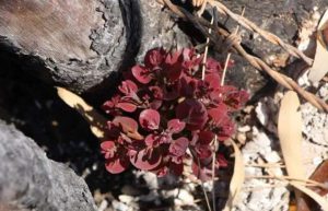 KÜLLERİNDEN DOĞAN AĞAÇLAR FİLİZLENDİ