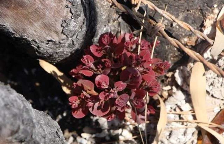 KÜLLERİNDEN DOĞAN AĞAÇLAR FİLİZLENDİ