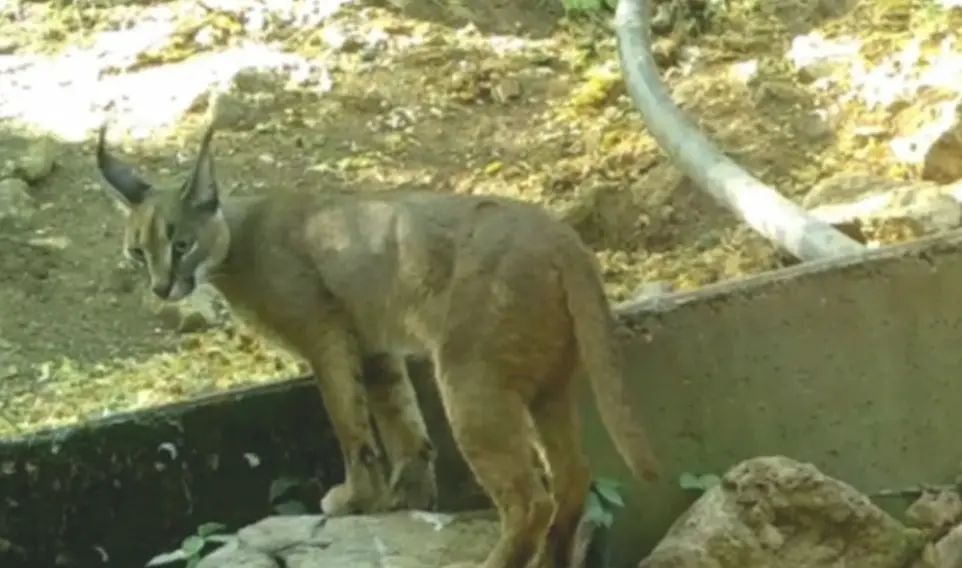 NESLİ TÜKENMEKTE OLAN KARAKULAK ANTALYA’DA GÖRÜNTÜLENDİ