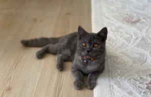 HERKES PAŞA İÇİN SEFERBER OLDU