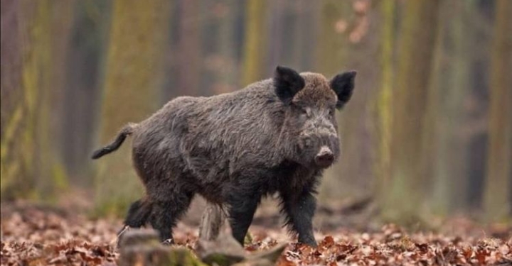 DOMUZ AVI HAYATINA MAL OLDU