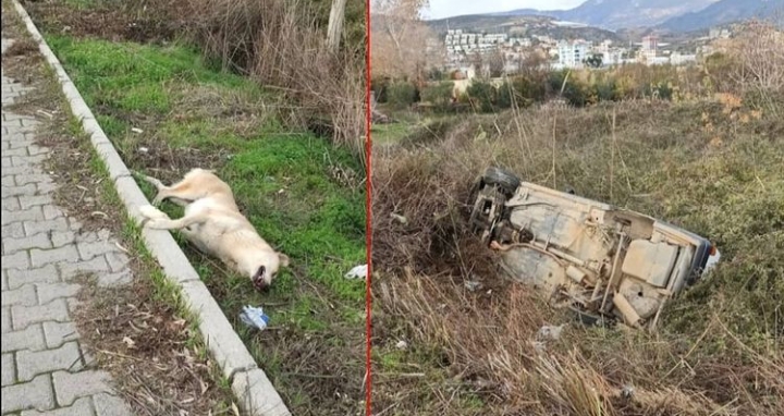 KÖPEĞİN SEBEP OLDUĞU KAZA KENDİSİNİN TELEF SÜRÜCÜNÜN YARALANMASINA NEDEN OLDU