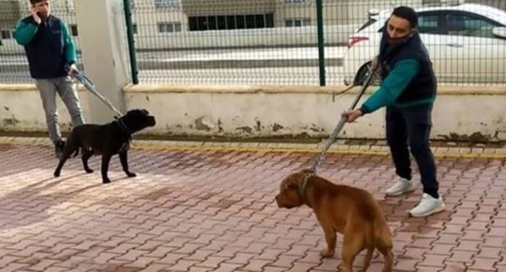 AKILLANMIYORUZ PİTBULLAR 4 YAŞINDAKİ ÇOCUĞU AĞIR YARALADILAR