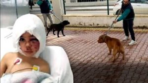 PİTBULL KURBANI KÜÇÜK ASİYE ANTALYA’DA