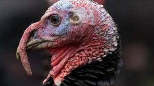 YILBAŞI ÖNCESİ KUŞ GRİBİ HİNDİLERİ VURDU