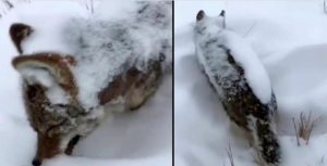 EFSANE GERÇEK OLDU “KURT AYAKTA DONDU”