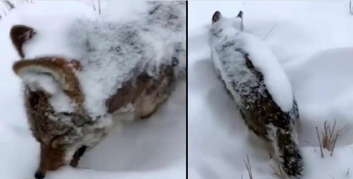 EFSANE GERÇEK OLDU “KURT AYAKTA DONDU”