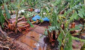 TAM BİR AFET YAŞANDI