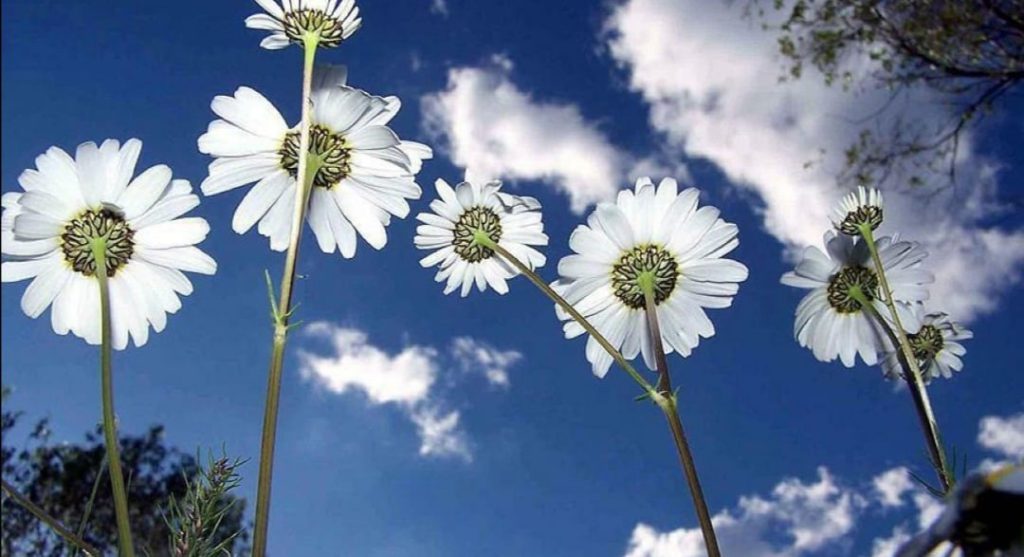 SON CEMRE TOPRAĞA DÜŞTÜ